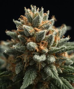 Alternative view of Alfie Therapeutics K.Mints Premium Craft Tier Medical Cannabis Flower