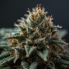Alfie Therapeutics Mac 1 Medical Cannabis Flower