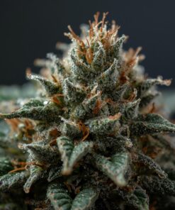 Alfie Therapeutics Mac 1 Medical Cannabis Flower