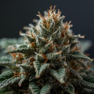 Alfie Therapeutics Mac 1 Medical Cannabis Flower