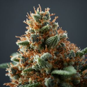 Cannatrek T25 Topaz Medical Cannabis Flower