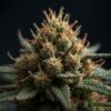 Cultiva Jealousy Medical Cannabis Flower