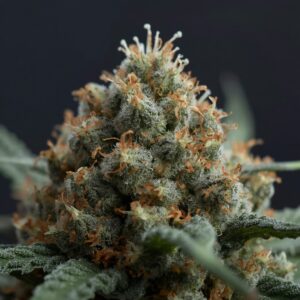 LGP Flower THC 25 Bush Lantern Medical Cannabis Flower