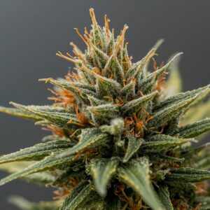 MedCan Ultra Sour medical cannabis flower