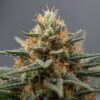 Pura Vida Grape Galena medical cannabis flower 1 Pura Vida Grape Galena medical cannabis flower