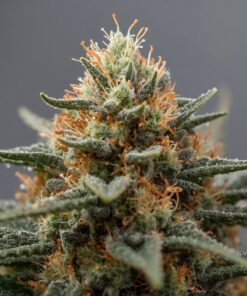 Pura Vida Grape Galena medical cannabis flower