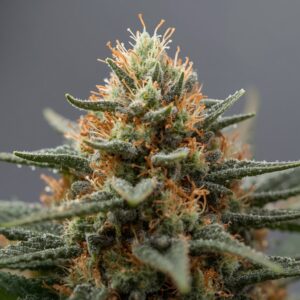 Pura Vida Grape Galena medical cannabis flower
