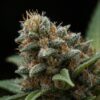 SatiVite Jerrawah Organic Boutique Tier Medical Cannabis Flower 1 SatiVite Jerrawah organic medical cannabis flower