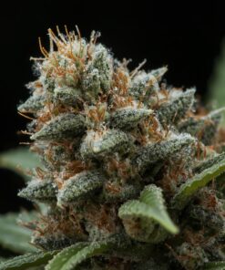 SatiVite Jerrawah organic medical cannabis flower