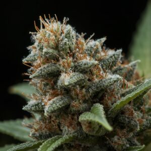 SatiVite Jerrawah organic medical cannabis flower