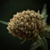 SatiVite Moorok Organic Boutique Tier Medical Cannabis Flower 1 SatiVite Moorok Organic Boutique Tier Medical Cannabis Flower