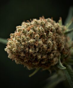 SatiVite Moorok Organic Boutique Tier Medical Cannabis Flower