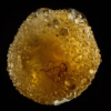 SatiVite PK01 Live Rosin