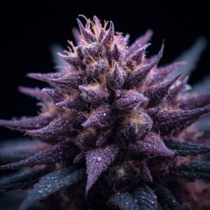 Tasmanian Botanics Amethyst Premium Medical Cannabis Flower