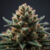 Upstate Zeta Two Premium Medical Cannabis Flower 1 Upstate Zeta Two Premium Medical Cannabis Flower