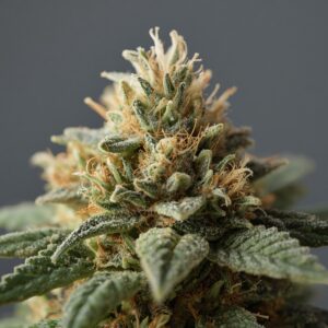 Wild Flower Banksia Standard Premium Medical Cannabis Flower