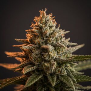 Indimed Tempo 19 Indica medical cannabis flower