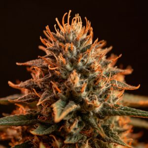 LGP Flower THC 22 Desert Flame medical cannabis flower