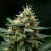 Tasmanian Botanics Jade medical cannabis flower 1 Tasmanian Botanics Jade medical cannabis flower